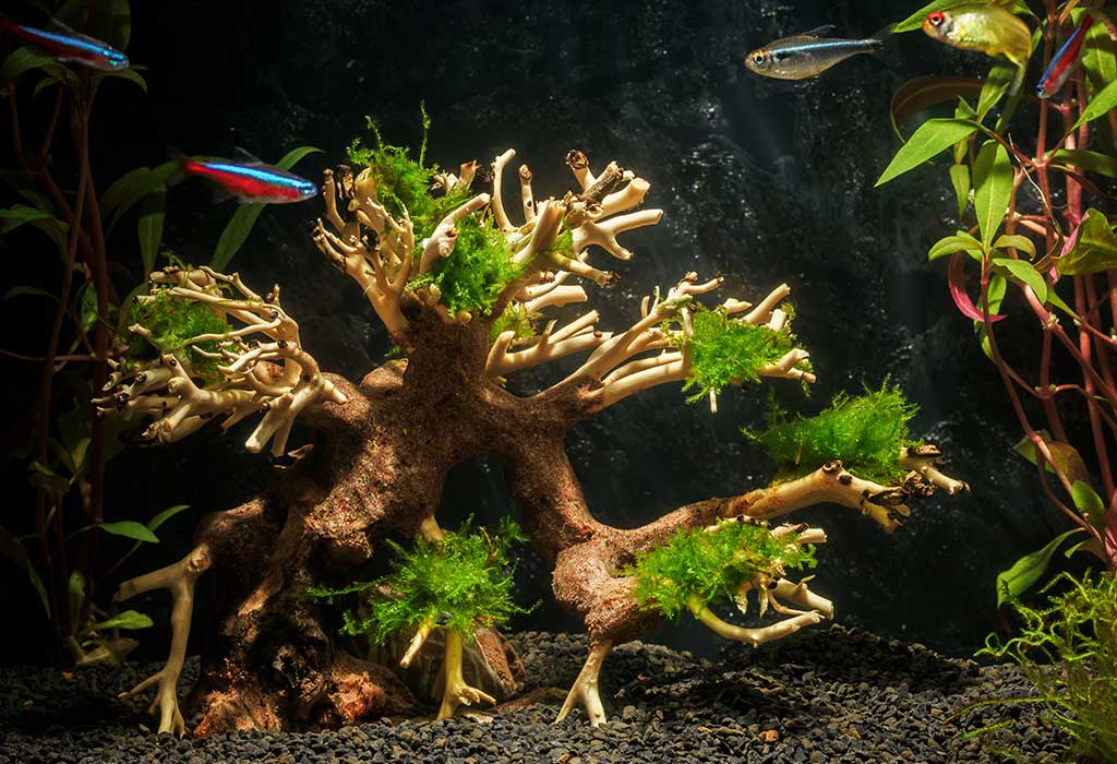 Bonsai tree nano aquarium