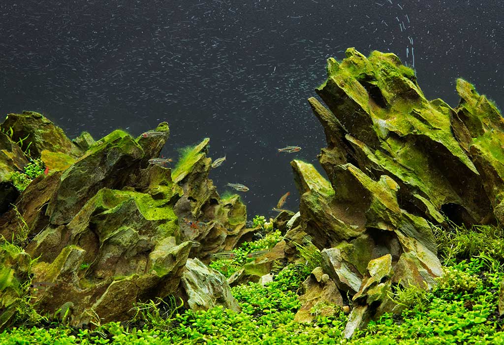 dragon stone aquascape nano algae