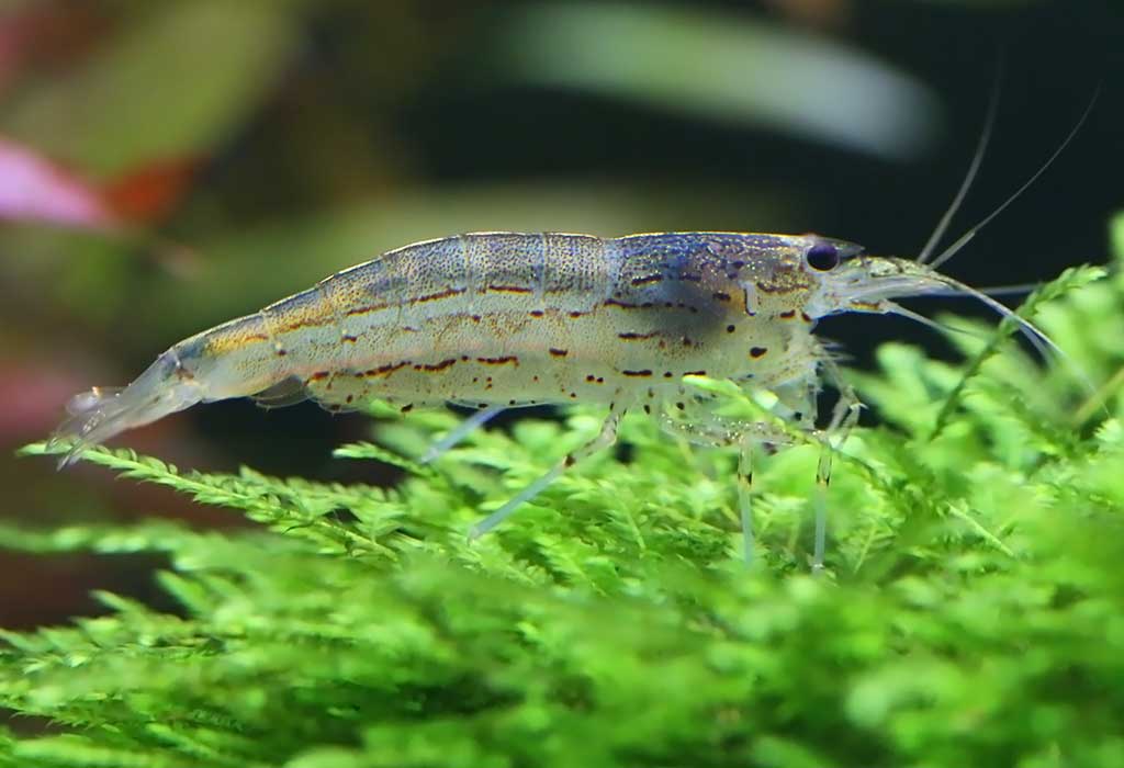 amano shrimp on plant