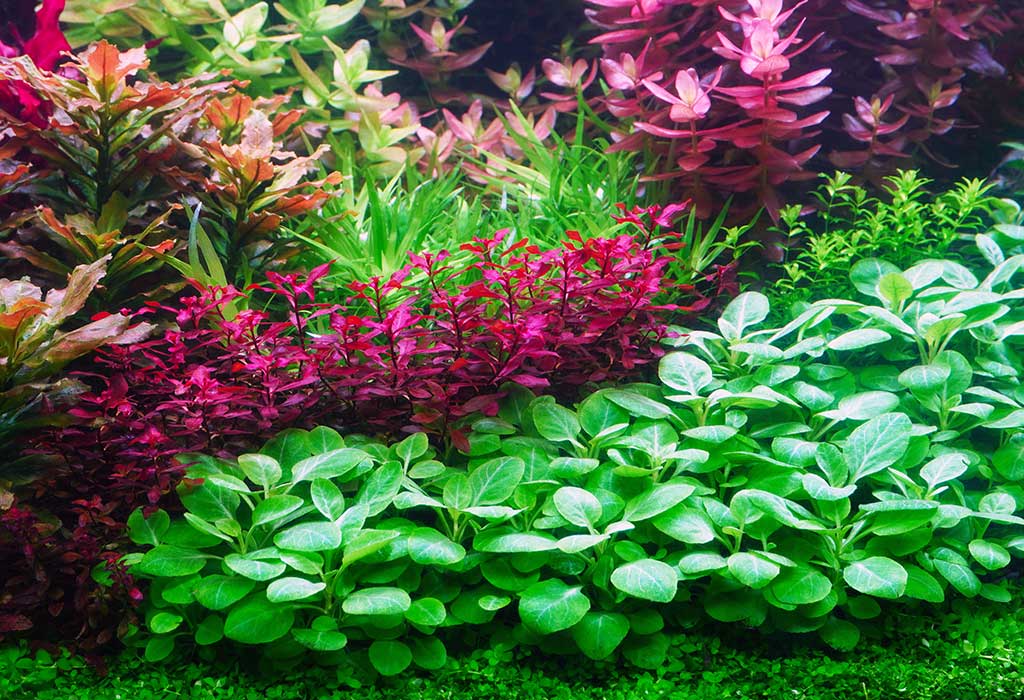 plants aquarium nano