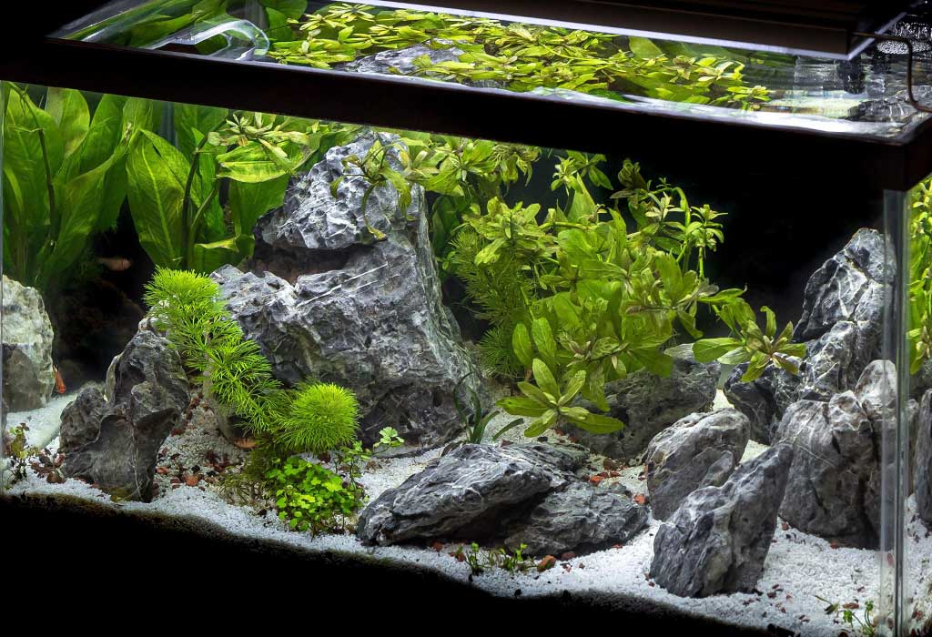 Seiryu Stone Aquascapes: The Power of Zen in Your Tank